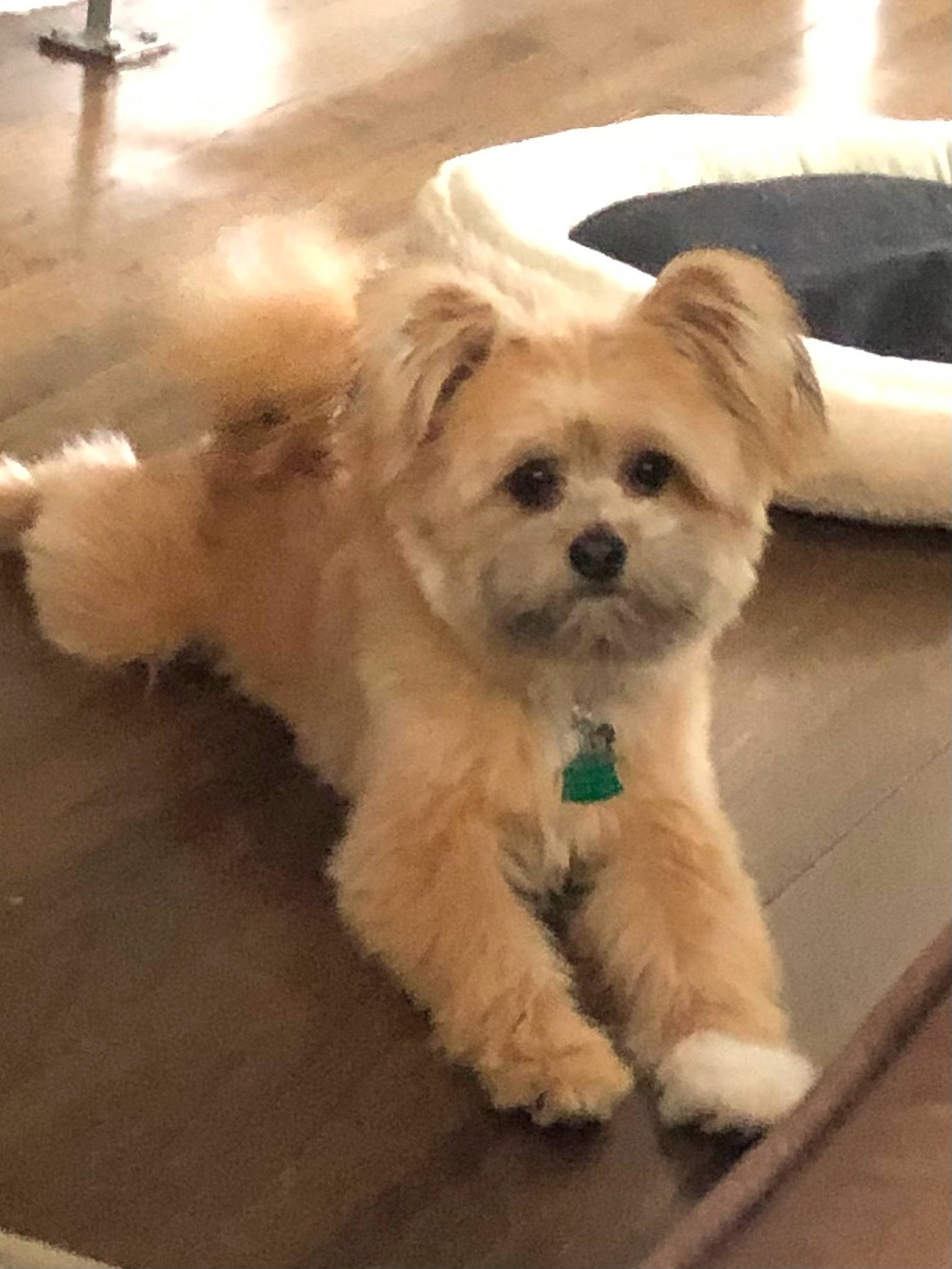 Stitch is registered to the contest to win money with this photo: carnivore, companion_dog, dog, dog_breed, dog_clothes, dog_supply, eyewear, fawn, flooring, fur, glasses, poodle_crossbreed, puppy_love, shih_poo, small_terrier, snout, sunglasses, terrier, toy_dog, working_animal