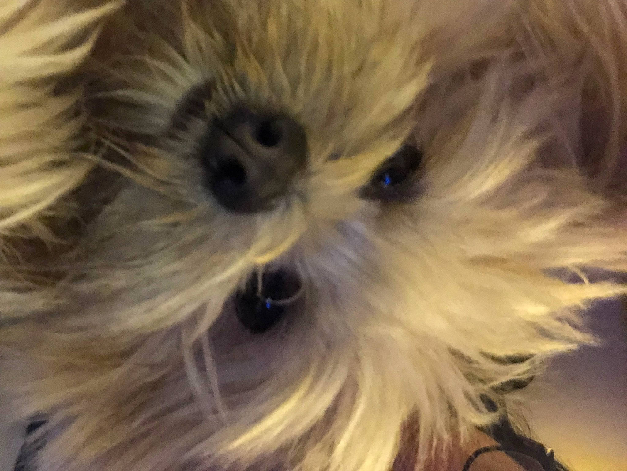 Stitch is registered to the contest to win money with this photo: canidae, carnivore, close_up, companion_dog, dog, dog_breed, eye, fur, maltepoo, non_sporting_group, plant, puppy, small_terrier, snout, terrestrial_animal, terrier, toy_dog, whiskers