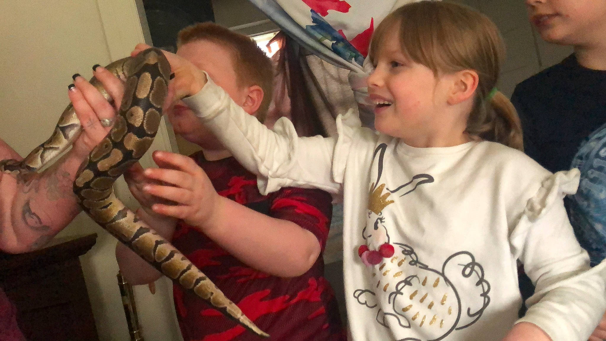 Alissa is registered to the contest to win money with this photo: arm, boa, boa_constrictor, burmese_python, child, corn_snake, joy, person, python, python_family, reptile, scaled_reptile, snake