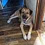 Ruger is registered to the contest to win money with this photo: dog, indoor, wooden_floor, smiling, pet, canine, doorway, collar, fur, friendly, resting, brown, light, home, animal, floor, paw, happy, looking, door