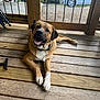 dog, animal, pet, canine, wooden_floor, porch, smiling, happy, outdoor, fence, collar, brown_fur, white_paws, tongue, relaxed, daylight, background_blur, car, greenery, wood