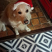 Volga a rejoint le concours — aidez-le/la à gagner de superbes lots ! dog, golden_retriever, santa_hat, hat, pet, indoor, tile_floor, red_door, waiting, cute, animal, holiday, christmas, festive, looking_up, mammal, canine, companion, domestic_animal, fur