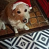 dog, golden_retriever, santa_hat, hat, pet, indoor, tile_floor, red_door, waiting, cute, animal, holiday, christmas, festive, looking_up, mammal, canine, companion, domestic_animal, fur