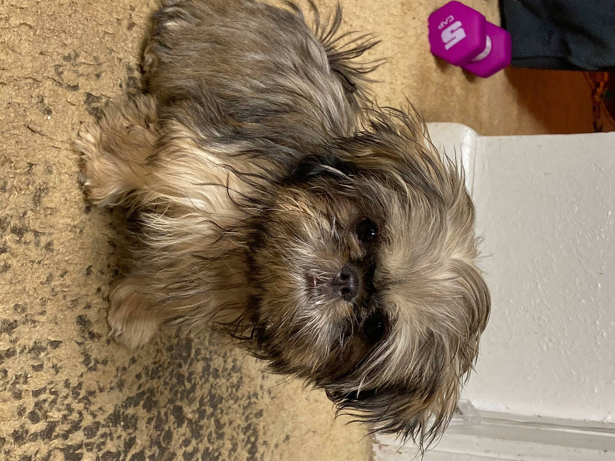 Bonnie joined the competition — help win amazing prizes! canidae, carmine, carnivore, companion_dog, dog, dog_breed, felidae, fur, grey, liver, paw, schnauzer, small_terrier, sporting_group, tail, terrier, toy_dog, whiskers, working_animal, yorkipoo