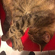 Cookie participe au concours pour gagner de l'argent avec cette photo : animal, cat, companion, cozy, cute, domestic, floor, fur, furniture, home, indoor, legs, paws, pet, red_chair, relaxation, resting, sleeping, socks, tabby