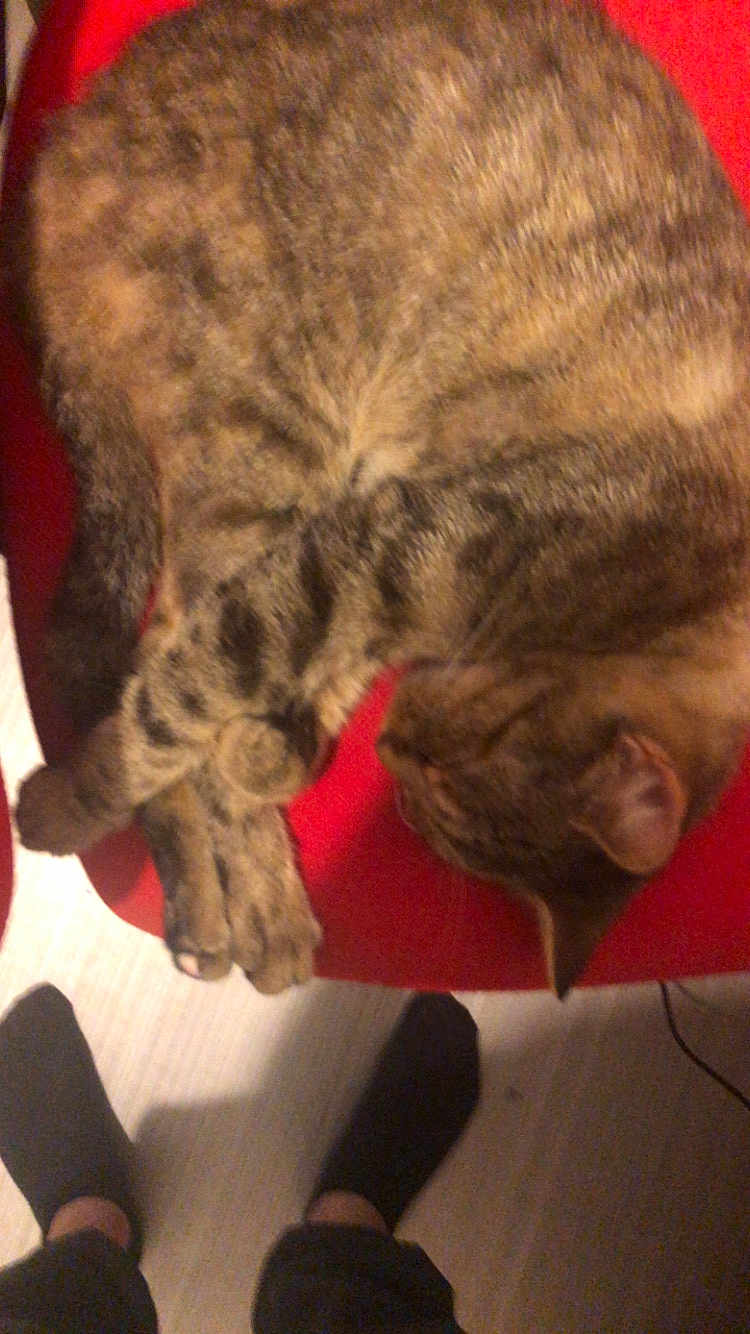 Cookie