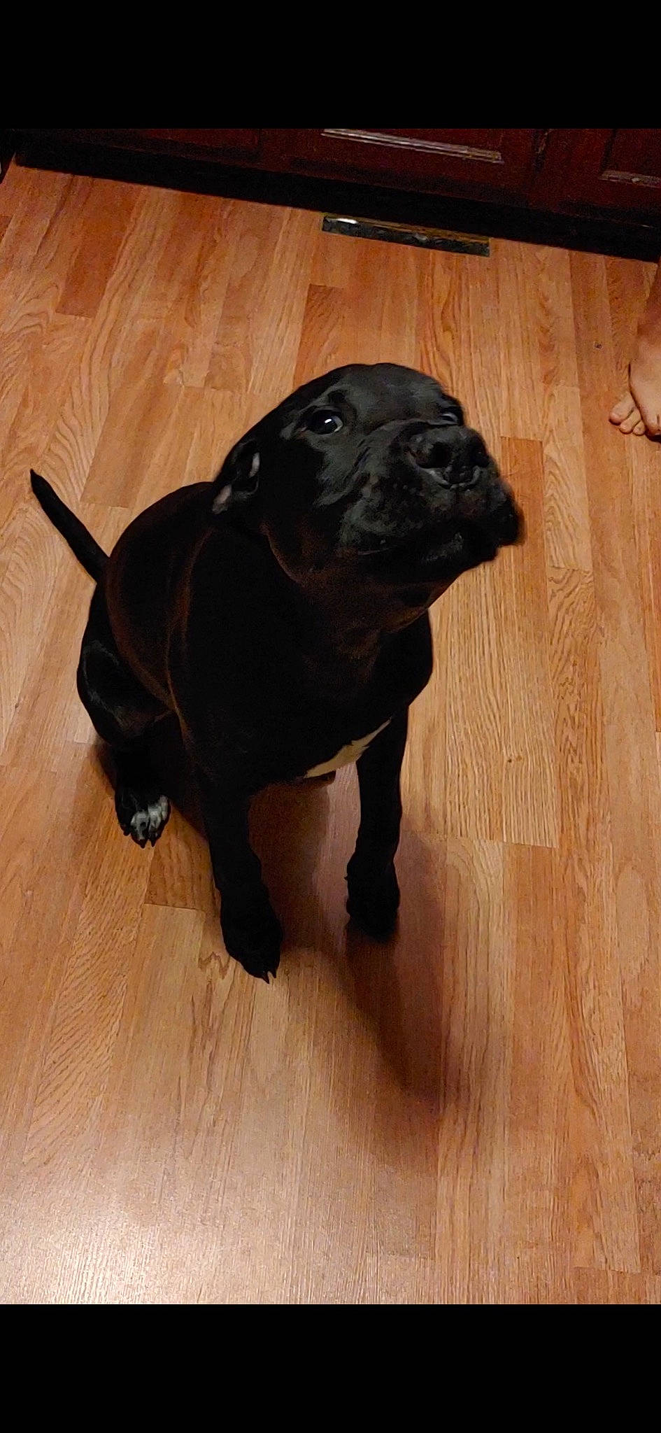 Link joined the competition — help win amazing prizes! borador, carnivore, companion_dog, dog, dog_breed, fawn, floor, flooring, fur, hardwood, laminate_flooring, liver, plant, snout, tail, terrestrial_animal, wood, wood_flooring, wood_stain, working_animal