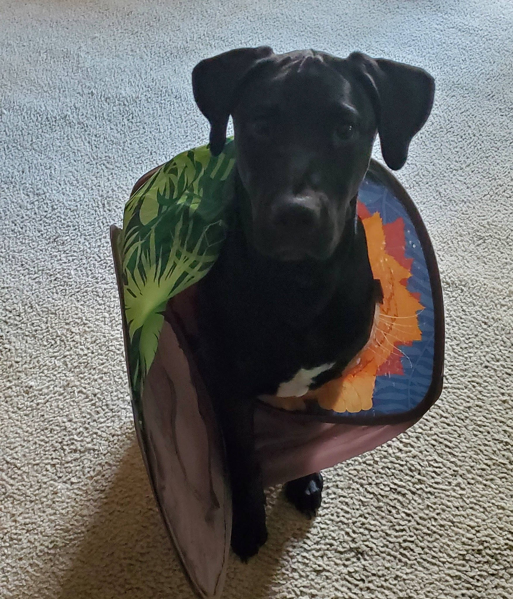 Link is registered to the contest to win money with this photo: borador, canidae, carnivore, collar, comfort, companion_dog, dog, dog_breed, dog_collar, dog_supply, fashion_accessory, fawn, grey, guard_dog, personal_protective_equipment, pet_supply, plant, snout, sporting_group, working_animal