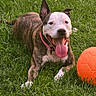 dog, brindle, white_face, pink_collar, tongue_out, grass, green, soccer_ball, orange_ball, pet, animal, outdoor, playful, happy, canine, summer, nature, resting, cute, friendly