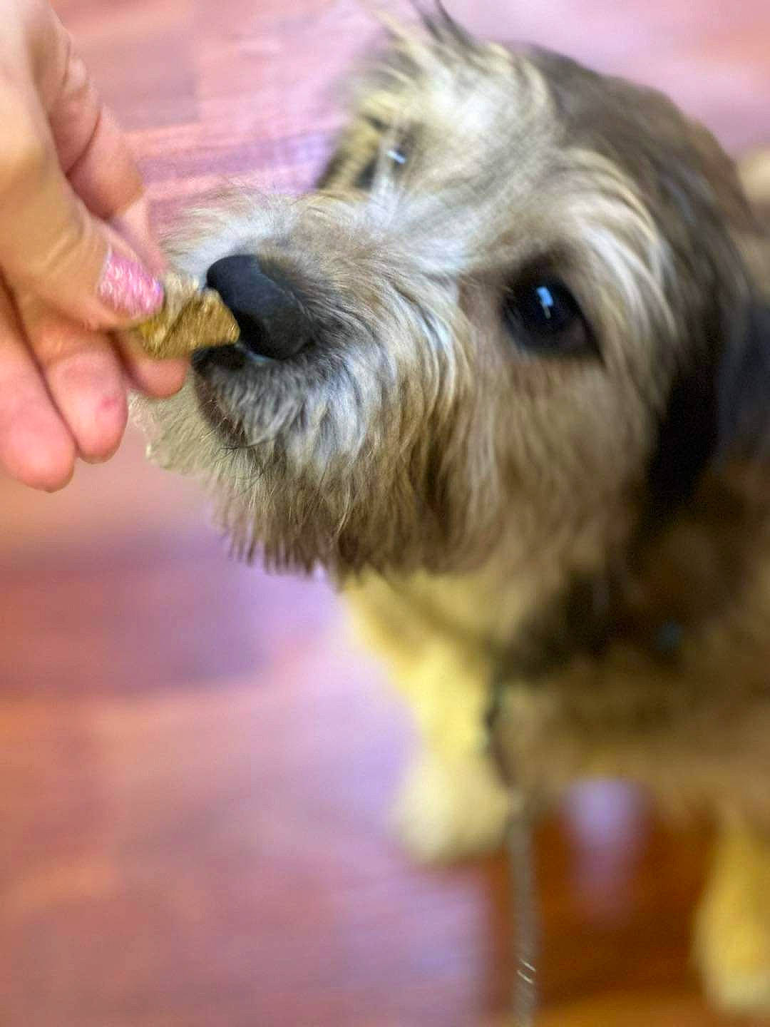 Dodger joined the competition — help win amazing prizes! biewer_terrier, canidae, carnivore, collar, companion_dog, dog, dog_breed, ear, flooring, fur, nail, puppy, schnauzer, small_terrier, sporting_group, terrier, thumb, toy_dog, wood, working_animal