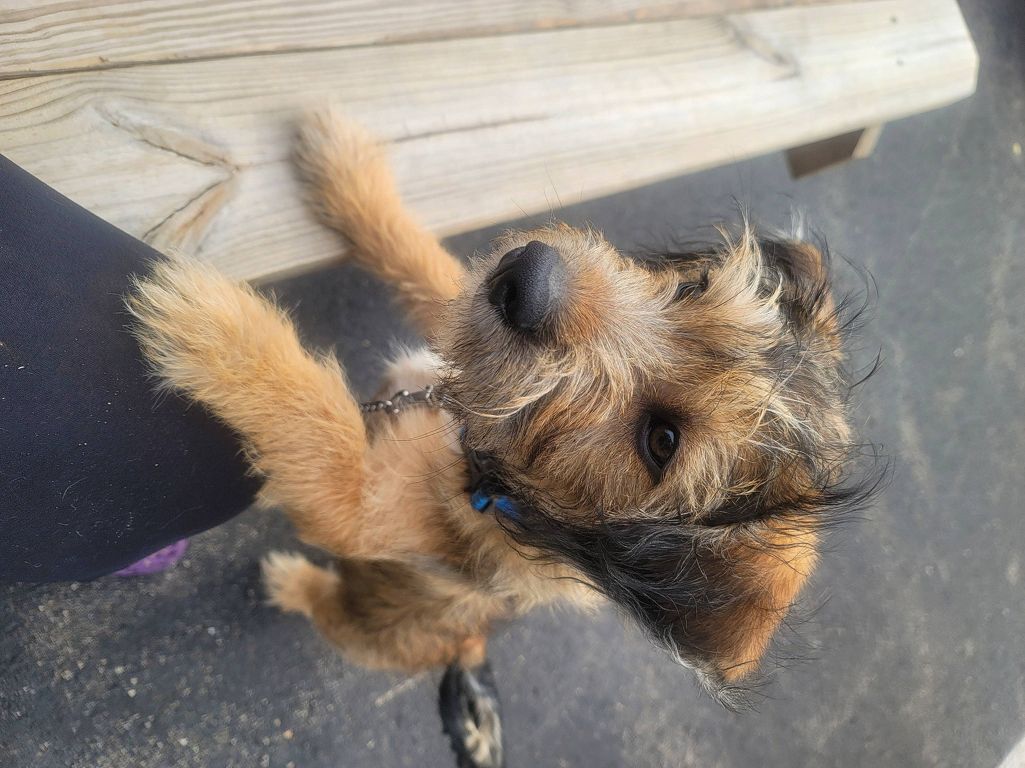 Dodger is registered to the contest to win money with this photo: canidae, claw, dog_breed, fawn, fur, paw, terrestrial_animal, wildlife, wood