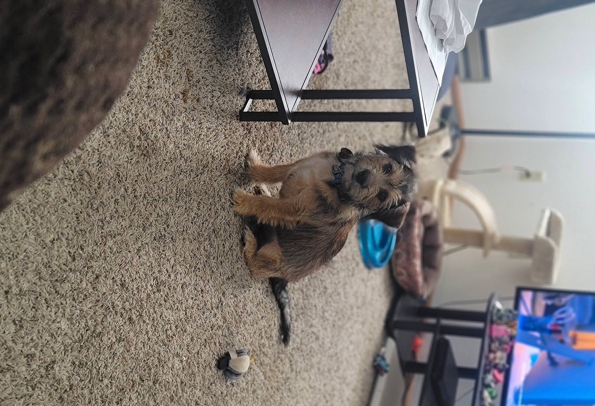 Dodger is registered to the contest to win money with this photo: asphalt, canidae, claw, collar, dog_breed, domestic_short_haired_cat, fashion_accessory, fawn, felidae, fur, leash, marsupial, road_surface, shadow, small_to_medium_sized_cats, snout, sporting_group, tail, whiskers, wood