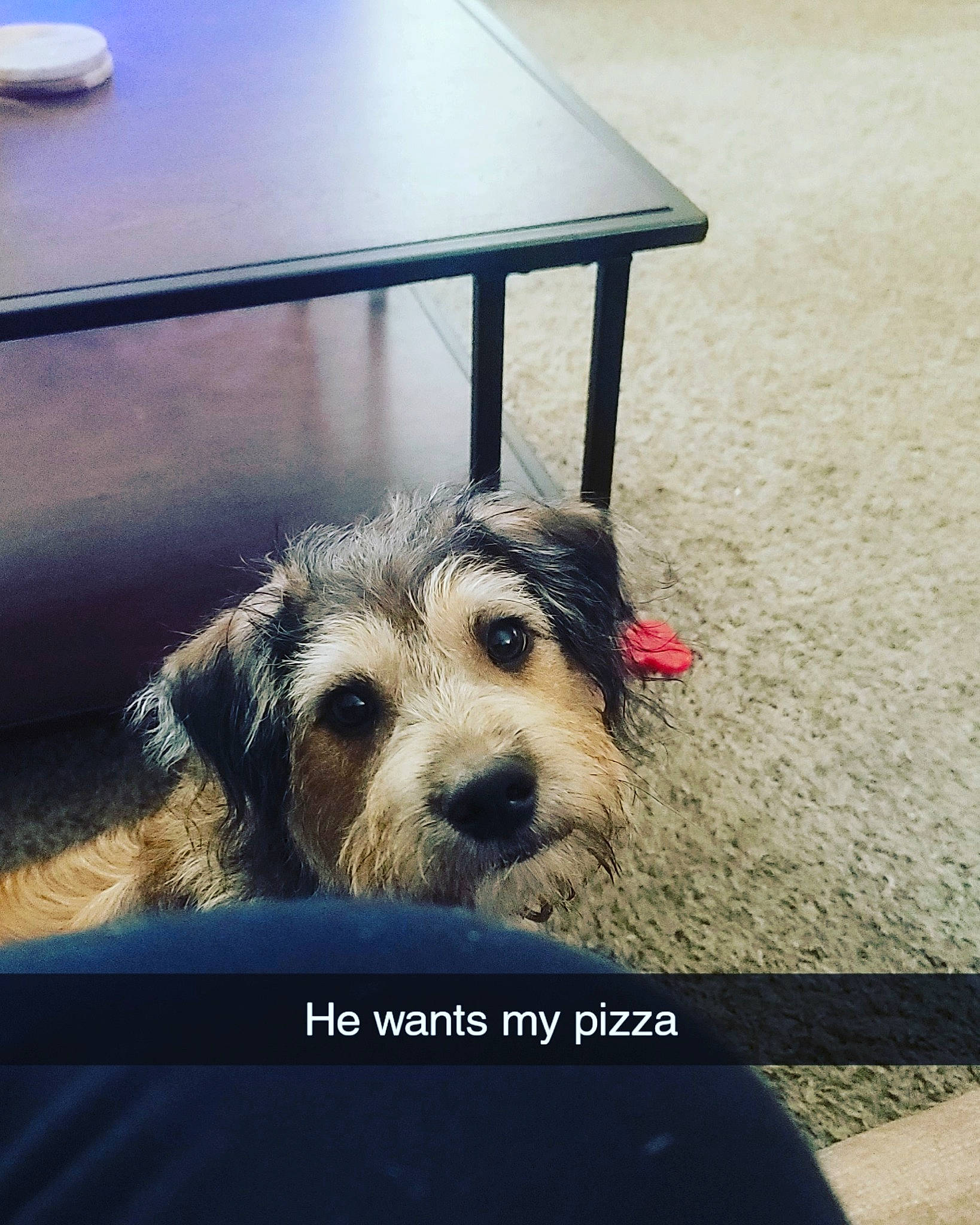 Dodger joined the competition — help win amazing prizes! carnivore, companion_dog, dog, dog_breed, flooring, fur, light, line, metal, meteorological_phenomenon, morning, ocean, rectangle, sky, small_terrier, snout, square, table, technology, terrier