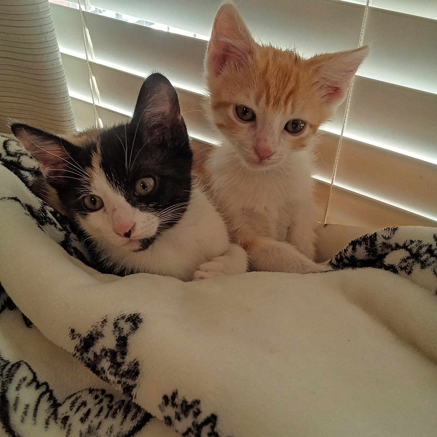 Astrid joined the competition — help win amazing prizes! abyssinian, angora, animal, bed, bedroom, blanket, cat, couch, curtain, cushion, furniture, homedecor, indoors, kitten, manx, pet, quilt, room, siamese, windowshade