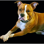 Milo is registered to the contest to win money with this photo: animal, black_background, brown_dog, collar, dog, floppy_ears, front_legs, gallery_interface, indoor, looking_at_camera, lying_down, paws, pet, phone_screenshot, pit_bull_type, portrait, relaxed, remastered, thumbnail_strip, white_markings