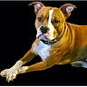 animal, black_background, brown_dog, collar, dog, floppy_ears, front_legs, gallery_interface, indoor, looking_at_camera, lying_down, paws, pet, phone_screenshot, pit_bull_type, portrait, relaxed, remastered, thumbnail_strip, white_markings
