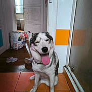 Deisy participe au concours pour gagner de l'argent avec cette photo : dog, husky, indoor, tongue_out, sitting, floor, tile, door, bag, shoes, happy, pet, canine, animal, house, room, wall, collar, expression, winking
