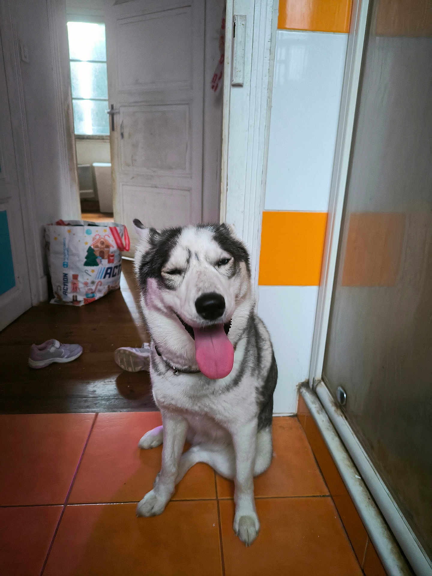 Deisy participe au concours pour gagner de l'argent avec cette photo : dog, husky, indoor, tongue_out, sitting, floor, tile, door, bag, shoes, happy, pet, canine, animal, house, room, wall, collar, expression, winking