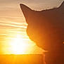 Romeo participe au concours pour gagner de l'argent avec cette photo : cat, silhouette, sunset, sunlight, whiskers, sky, outdoor, nature, sun, evening, animal, feline, backlit, warm_colors, peaceful, horizon, glow, sunrays, serene, scenic