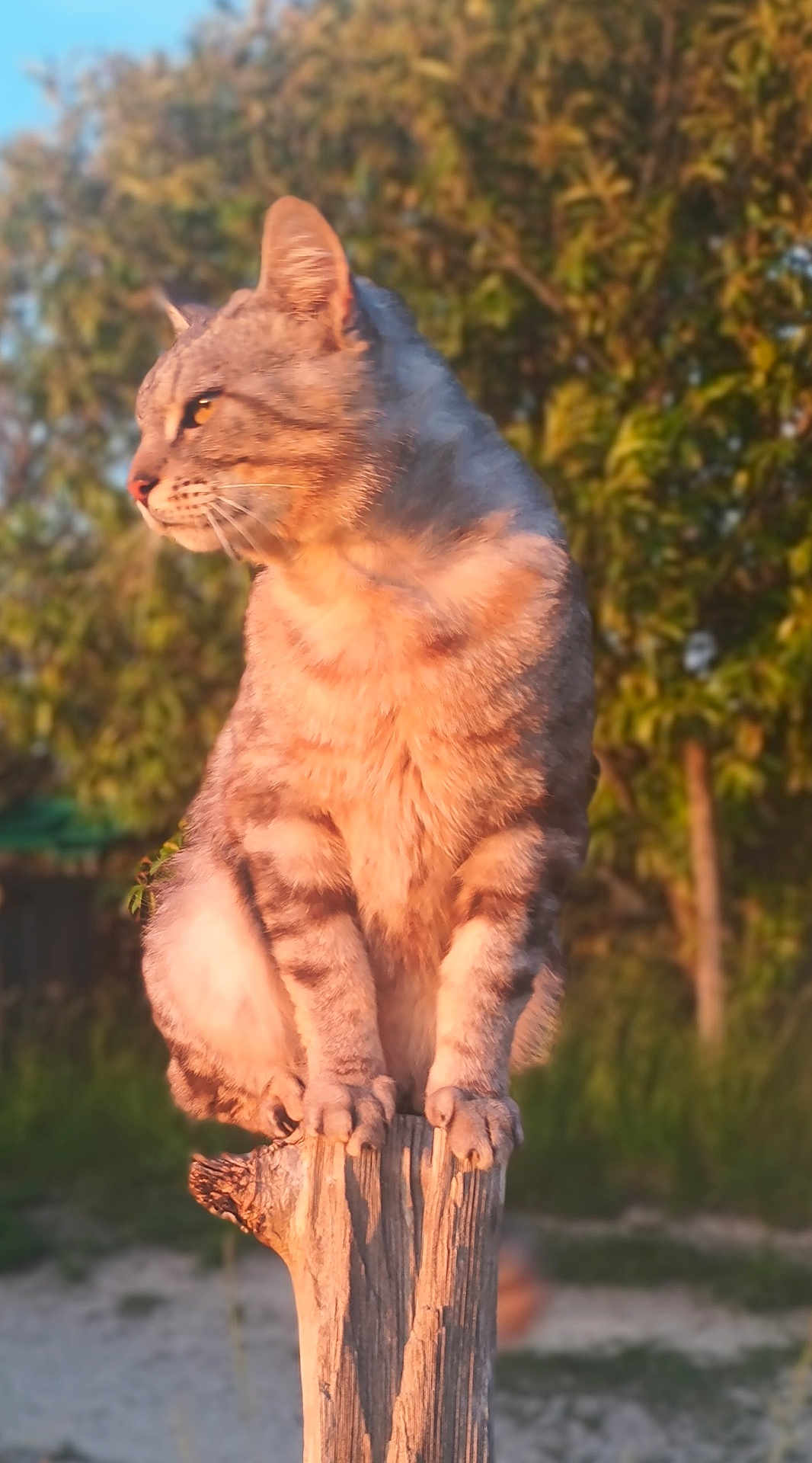 Romeo