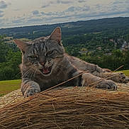 Romeo participe au concours pour gagner de l'argent avec cette photo : cat, tabby_cat, hay_bale, field, grass, outdoor, nature, rural, animal, pet, feline, meadow, cloudy_sky, greenery, landscape, wildlife, ears, whiskers, paws, expression