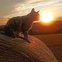 cat, silhouette, sunset, hay_bale, field, grass, outdoor, nature, animal, twilight, sky, clouds, sun, rural, peaceful, evening, feline, backlit, landscape, serene