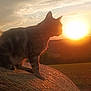 Romeo participe au concours pour gagner de l'argent avec cette photo : cat, sunset, silhouette, hay_bale, field, outdoor, animal, nature, sky, clouds, sun, backlit, peaceful, serene, grass, mammal, evening, rural, wildlife, quiet