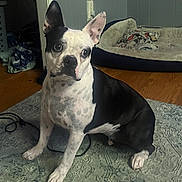 Eggleton is registered to the contest to win money with this photo: dog, black_and_white, sitting, indoor, carpet, dog_bed, wooden_floor, blanket, curious, pet, canine, ears_up, spot_pattern, domestic, animal, floor, cozy, home, relaxed, attentive
