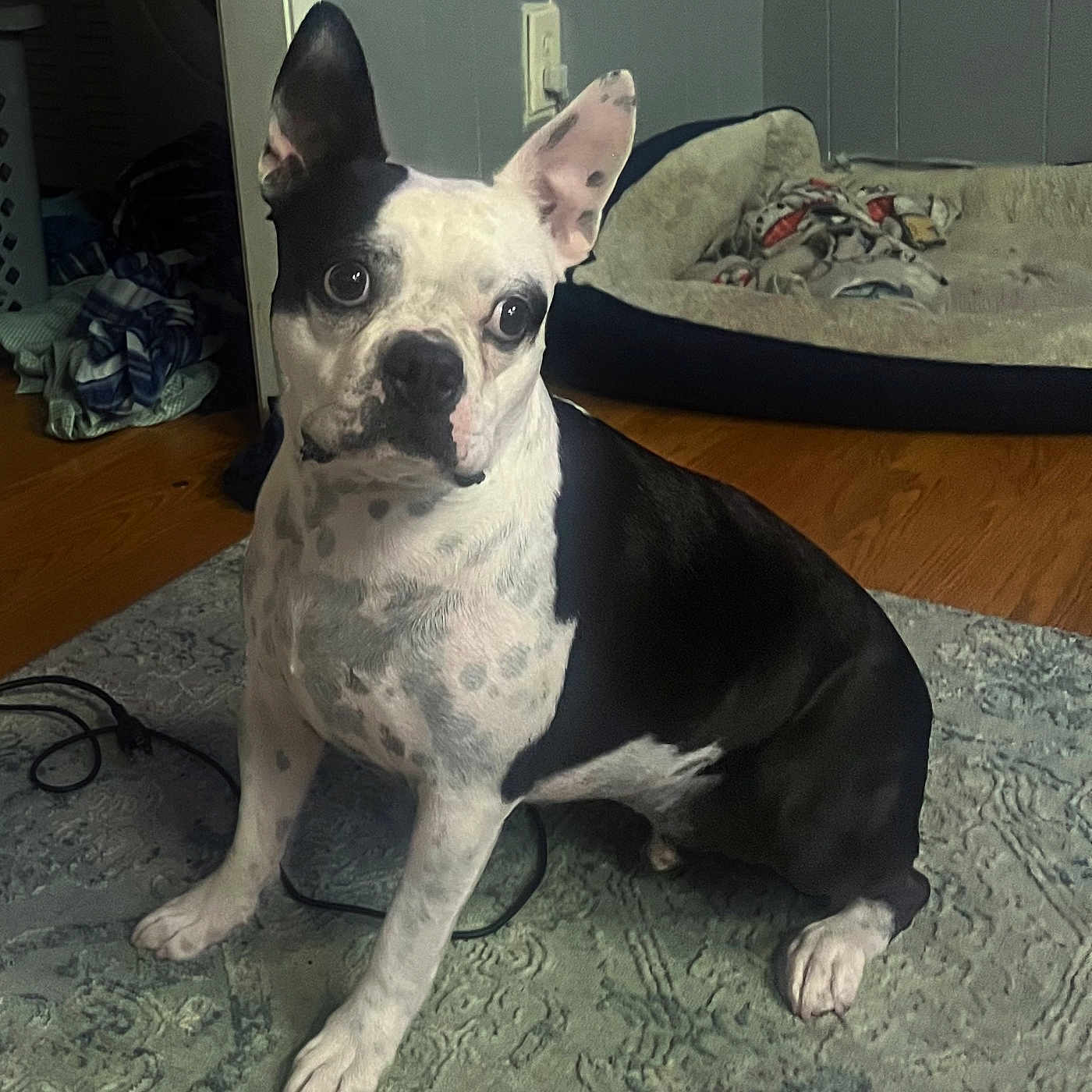 Eggleton is registered to the contest to win money with this photo: animal, attentive, black_and_white, blanket, canine, carpet, cozy, curious, dog, dog_bed, domestic, ears_up, floor, home, indoor, pet, relaxed, sitting, spot_pattern, wooden_floor