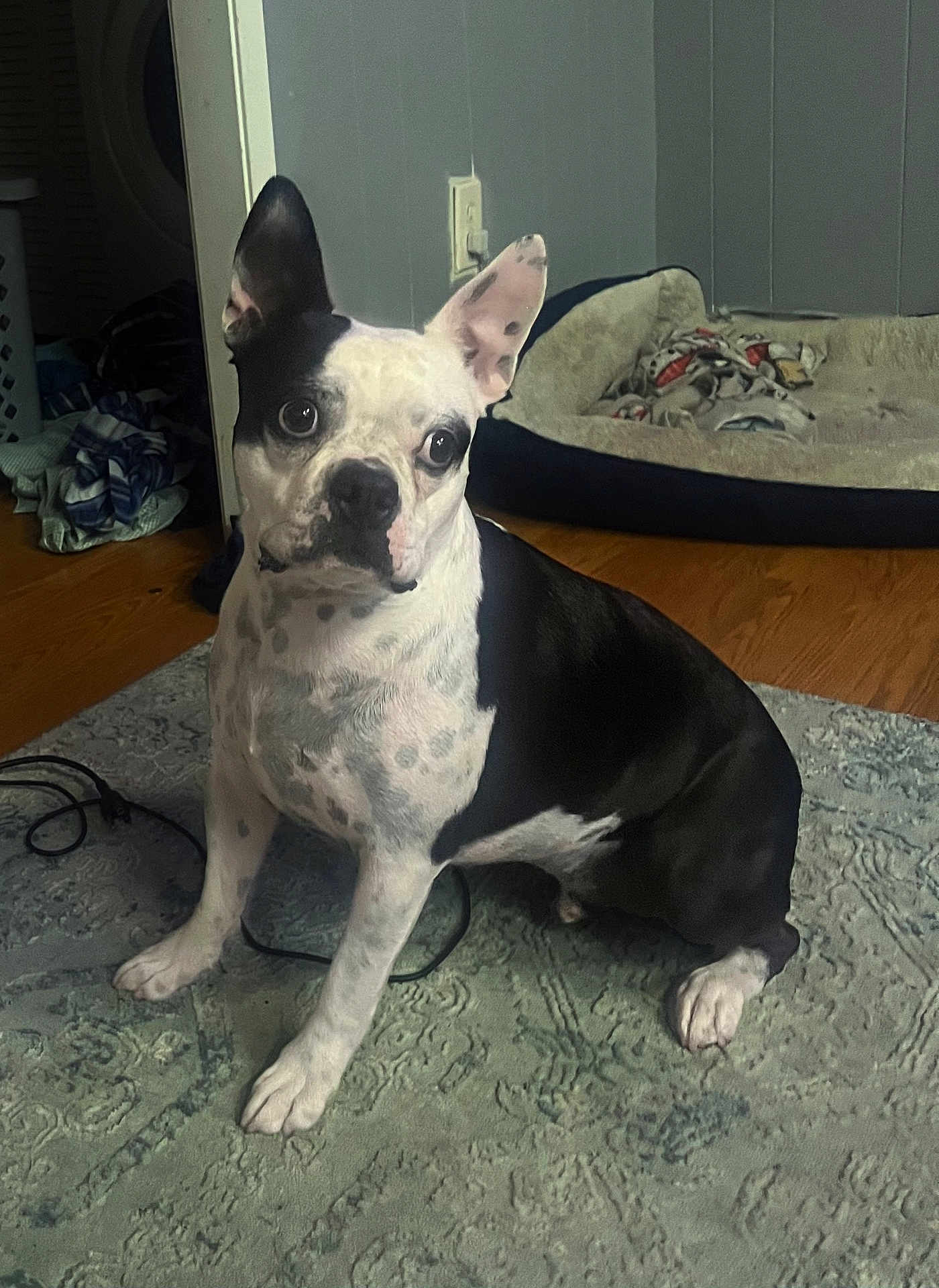 Eggleton is registered to the contest to win money with this photo: dog, black_and_white, sitting, indoor, carpet, dog_bed, wooden_floor, blanket, curious, pet, canine, ears_up, spot_pattern, domestic, animal, floor, cozy, home, relaxed, attentive