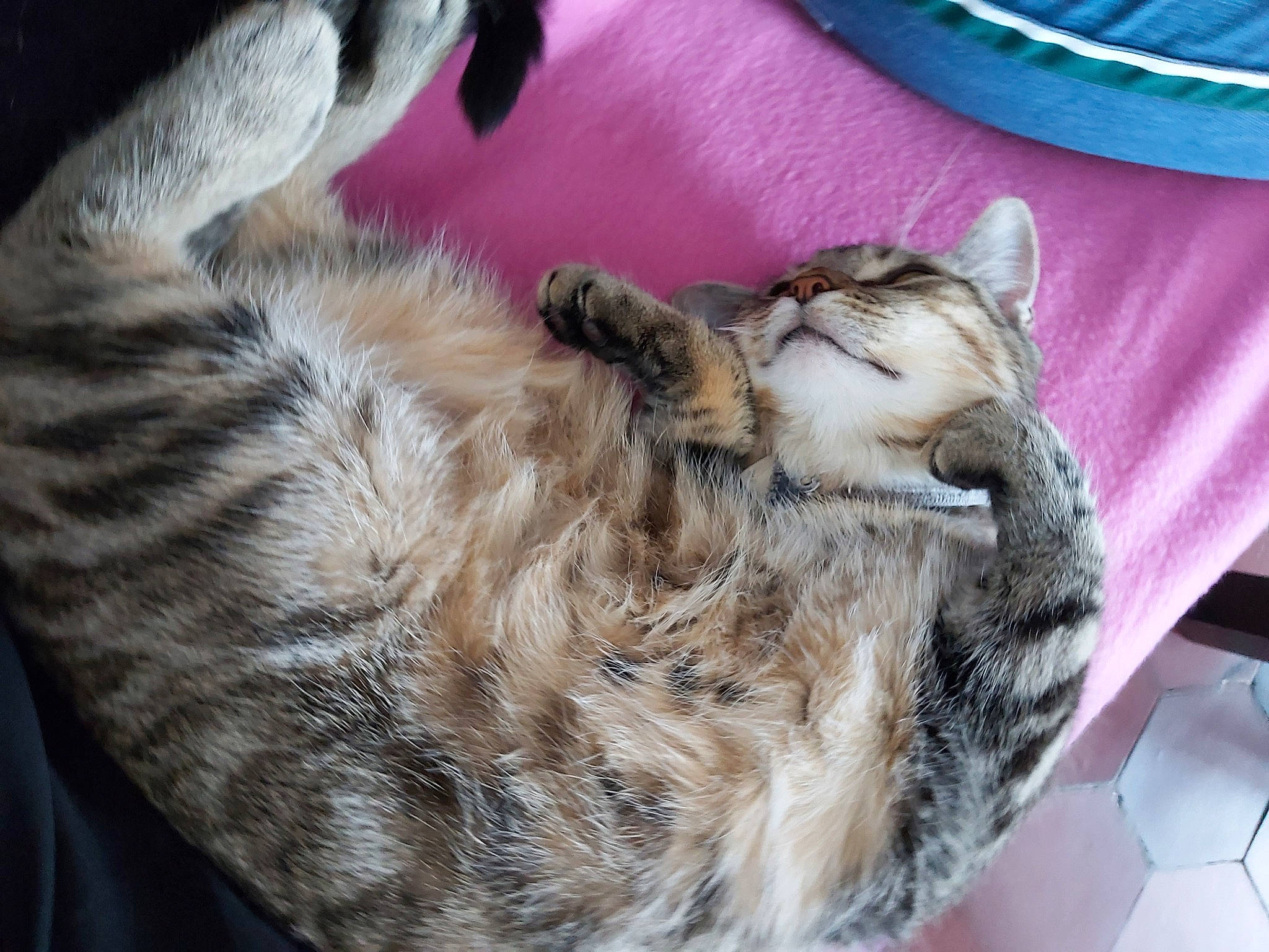 Plume participe au concours pour gagner de l'argent avec cette photo : american_shorthair, asian, australian_mist, california_spangled, carnivore, cat, domestic_short_haired_cat, dragon_li, egyptian_mau, european_shorthair, felidae, fur, kitten, mammal, ocicat, pixie_bob, small_to_medium_sized_cats, sokoke, tabby_cat, whiskers