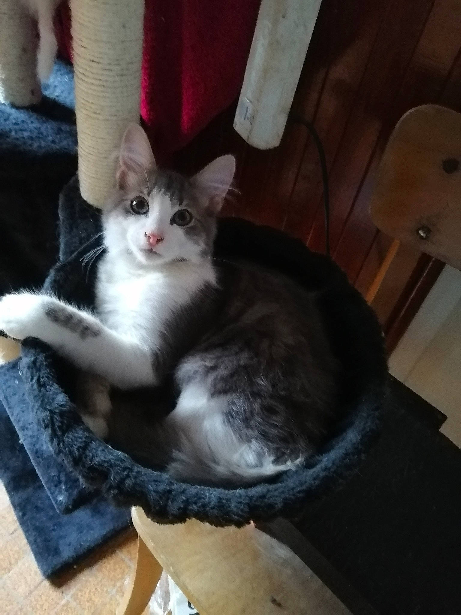 Groot a rejoint le concours — aidez-le/la à gagner de superbes lots ! box, carnivore, cat, cat_bed, cat_supply, comfort, domestic_short_haired_cat, felidae, foot, fur, hardwood, human_leg, lap, paw, pet_supply, sitting, small_to_medium_sized_cats, tail, whiskers, wood