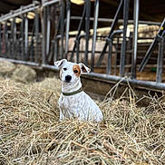 Volt a rejoint le concours — aidez-le/la à gagner de superbes lots ! agriculture, animal, barn, brown_patch, canine, collar, dog, ears, farm, fur, hay, indoor, livestock_area, metal_railings, pet, quiet, rural, rustic, sitting, white_dog