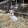 agriculture, animal, barn, brown_patch, canine, collar, dog, ears, farm, fur, hay, indoor, livestock_area, metal_railings, pet, quiet, rural, rustic, sitting, white_dog