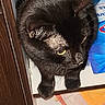 Blue joined the competition — help win amazing prizes! black_cat, bombay, carnivore, cat, claw, domestic_short_haired_cat, electric_blue, felidae, fur, hardwood, paw, photo_caption, small_to_medium_sized_cats, snout, tail, terrestrial_animal, varnish, whiskers, wood, wood_stain