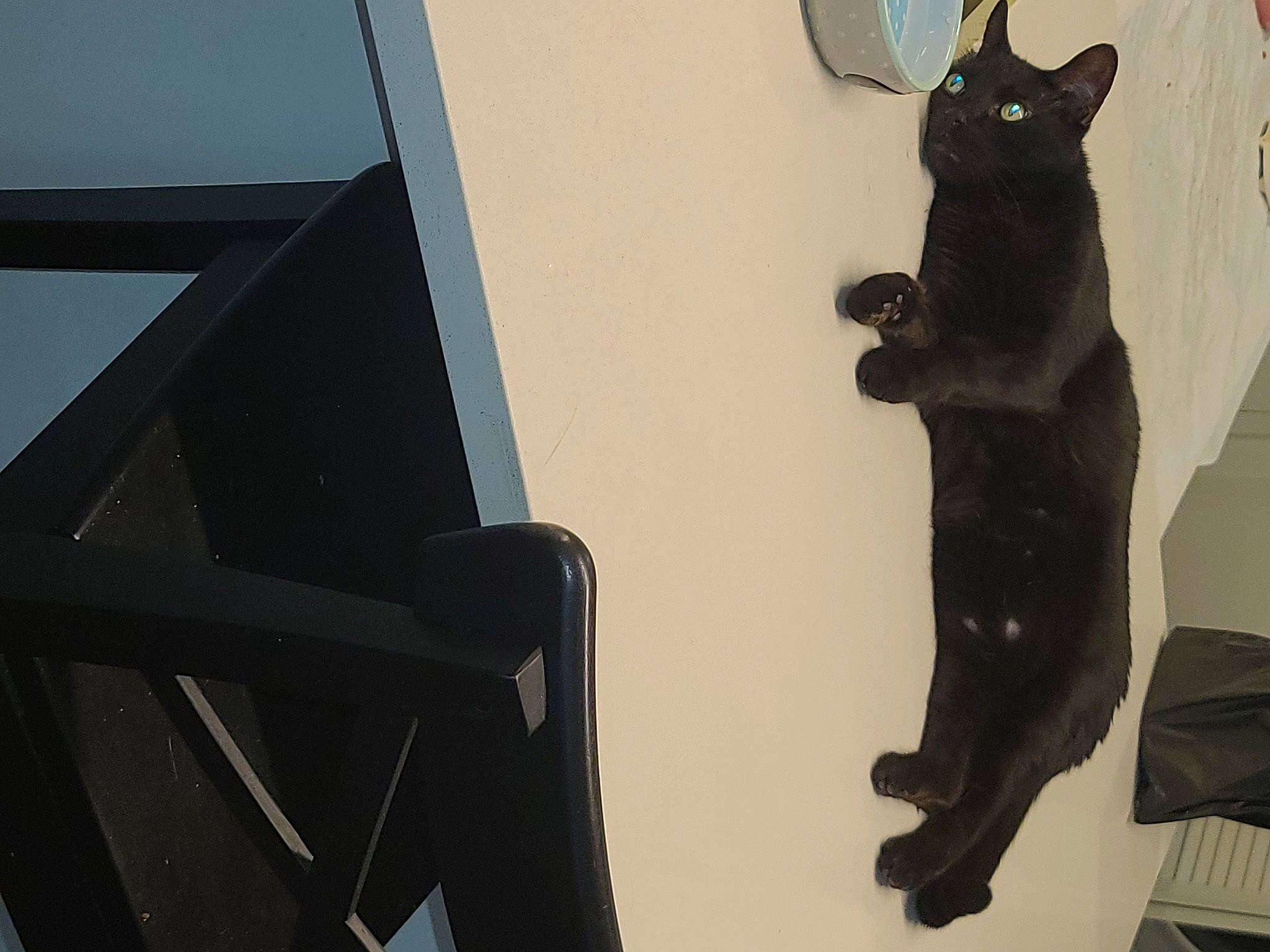 Blue joined the competition — help win amazing prizes! art, black_cat, bombay, carnivore, cat, dog_breed, domestic_short_haired_cat, electric_blue, felidae, fur, metal, room, shadow, small_to_medium_sized_cats, snout, stairs, tail, triangle, whiskers, wood