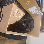 Blue is registered to the contest to win money with this photo: audio_equipment, black_cat, box, cable, carnivore, carton, cat, communication_device, computer_component, domestic_short_haired_cat, felidae, font, fur, gadget, input_device, packaging_and_labeling, room, shipping_box, small_to_medium_sized_cats, whiskers