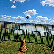 Sammie joined the competition — help win amazing prizes! dog, brown_dog, pet, backyard, grass, fence, lake, pond, ball, toy, outdoor, park, sky, clouds, blue_sky, sunny, residential_area, apartment_buildings, playing, looking_up