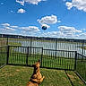 dog, brown_dog, pet, backyard, grass, fence, lake, pond, ball, toy, outdoor, park, sky, clouds, blue_sky, sunny, residential_area, apartment_buildings, playing, looking_up