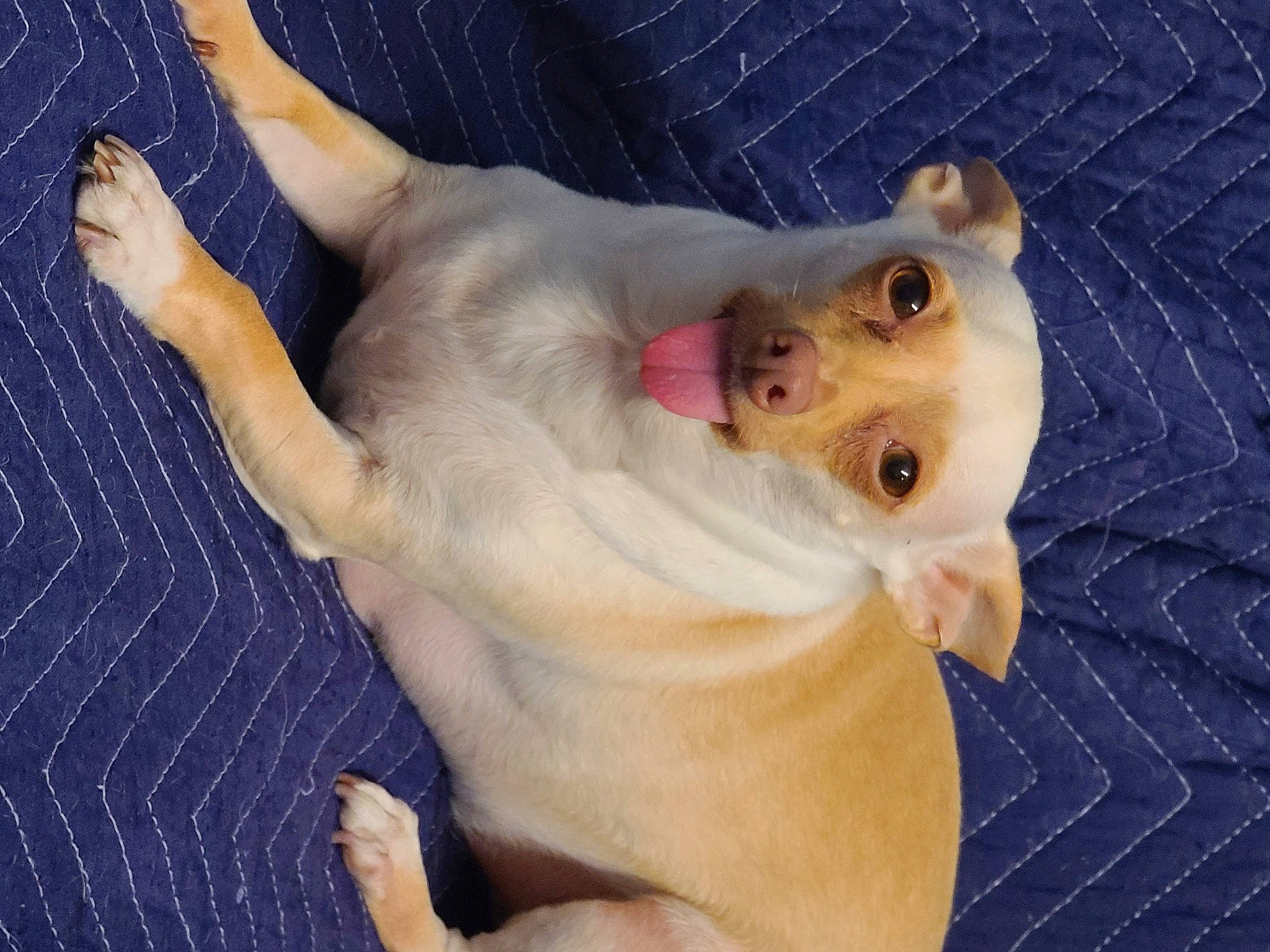 Happy is registered to the contest to win money with this photo: canidae, carnivore, companion_dog, dog, dog_breed, ear, electric_blue, fawn, felidae, finger, fur, gesture, nail, paw, small_to_medium_sized_cats, snout, tail, terrestrial_animal, thumb, whiskers