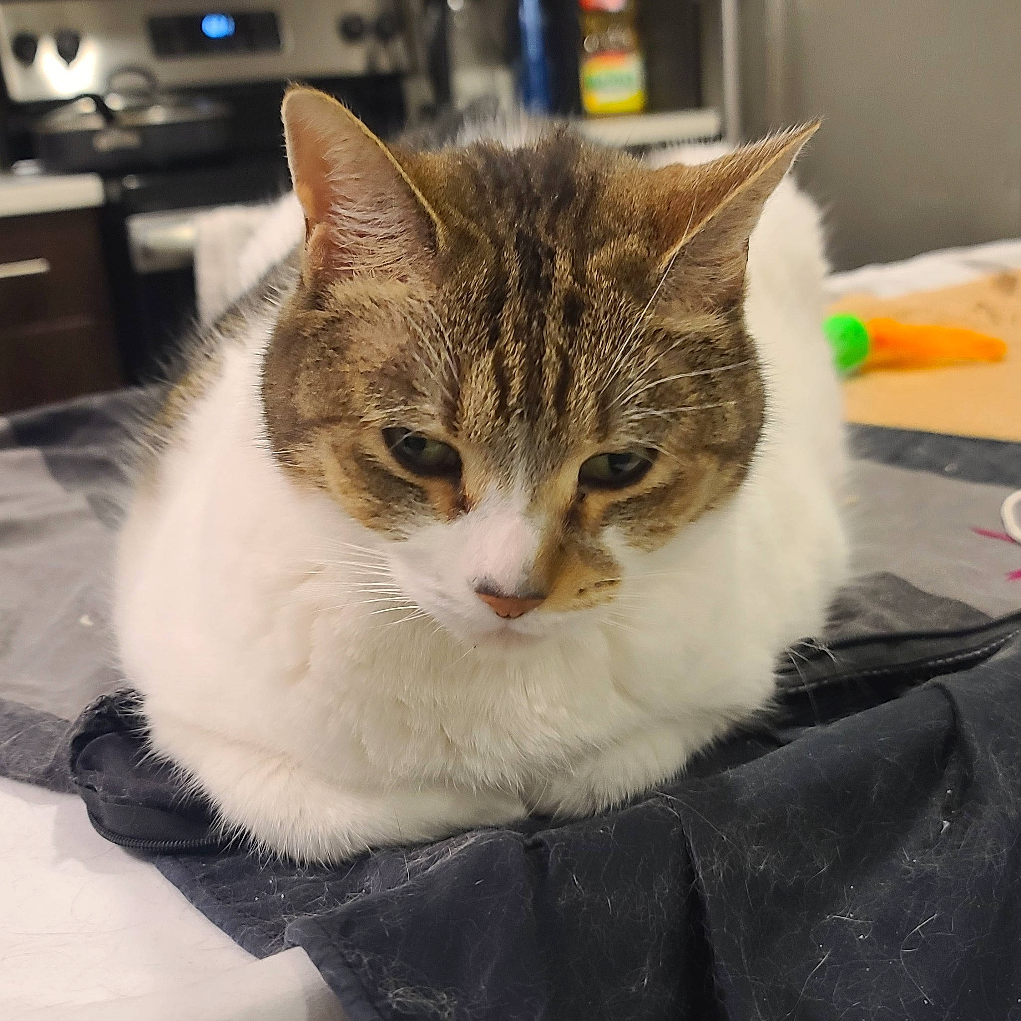 Ivory is registered to the contest to win money with this photo: carnivore, cat, cat_supply, collar, comfort, domestic_short_haired_cat, felidae, fur, paw, sitting, small_to_medium_sized_cats, snout, tail, textile, whiskers