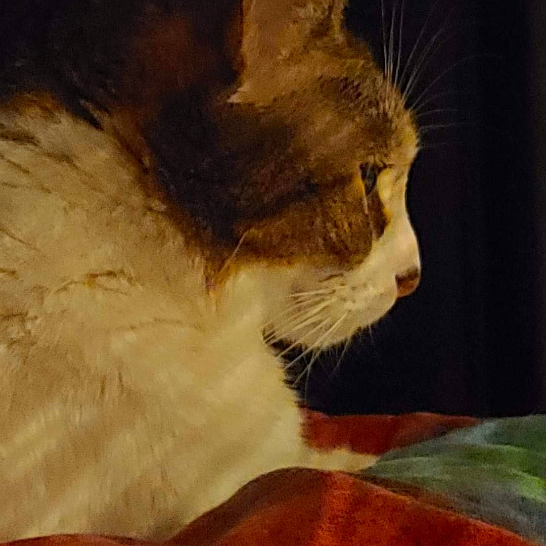 Ivory is registered to the contest to win money with this photo: art, carnivore, cat, cloud, domestic_short_haired_cat, fawn, felidae, fur, paw, small_to_medium_sized_cats, tail, terrestrial_animal, whiskers, wildlife, window
