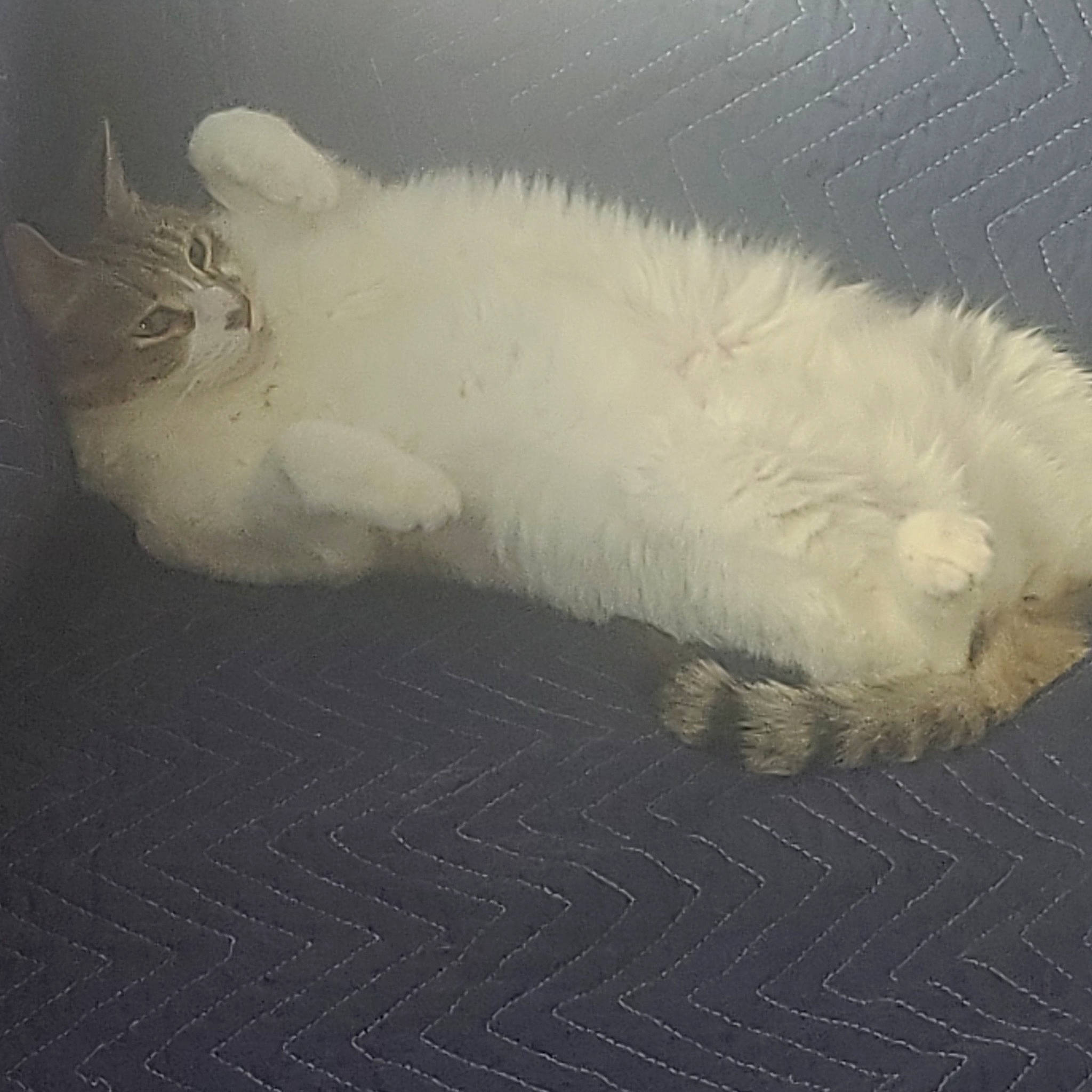 Ivory joined the competition — help win amazing prizes! canidae, carnivore, cat, claw, comfort, companion_dog, dog_breed, feather, felidae, flooring, foot, fur, paw, small_to_medium_sized_cats, snout, sporting_group, tail, whiskers, wing