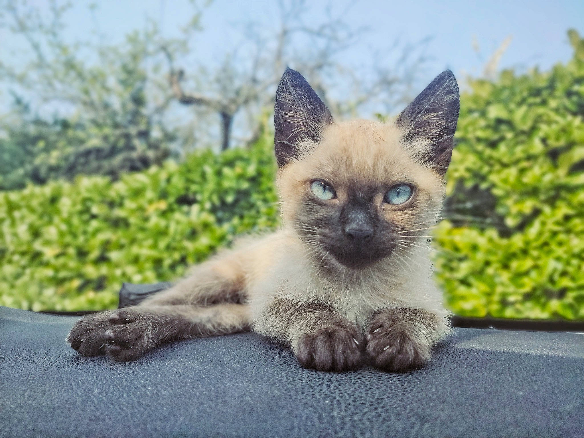 Shinning a rejoint le concours — aidez-le/la à gagner de superbes lots ! asian, balinese, carnivore, cat, eye, fawn, felidae, grass, kitten, mammal, ojos_azules, siamese, sky, small_to_medium_sized_cats, thai, tonkinese, vertebrate, whiskers, wildlife