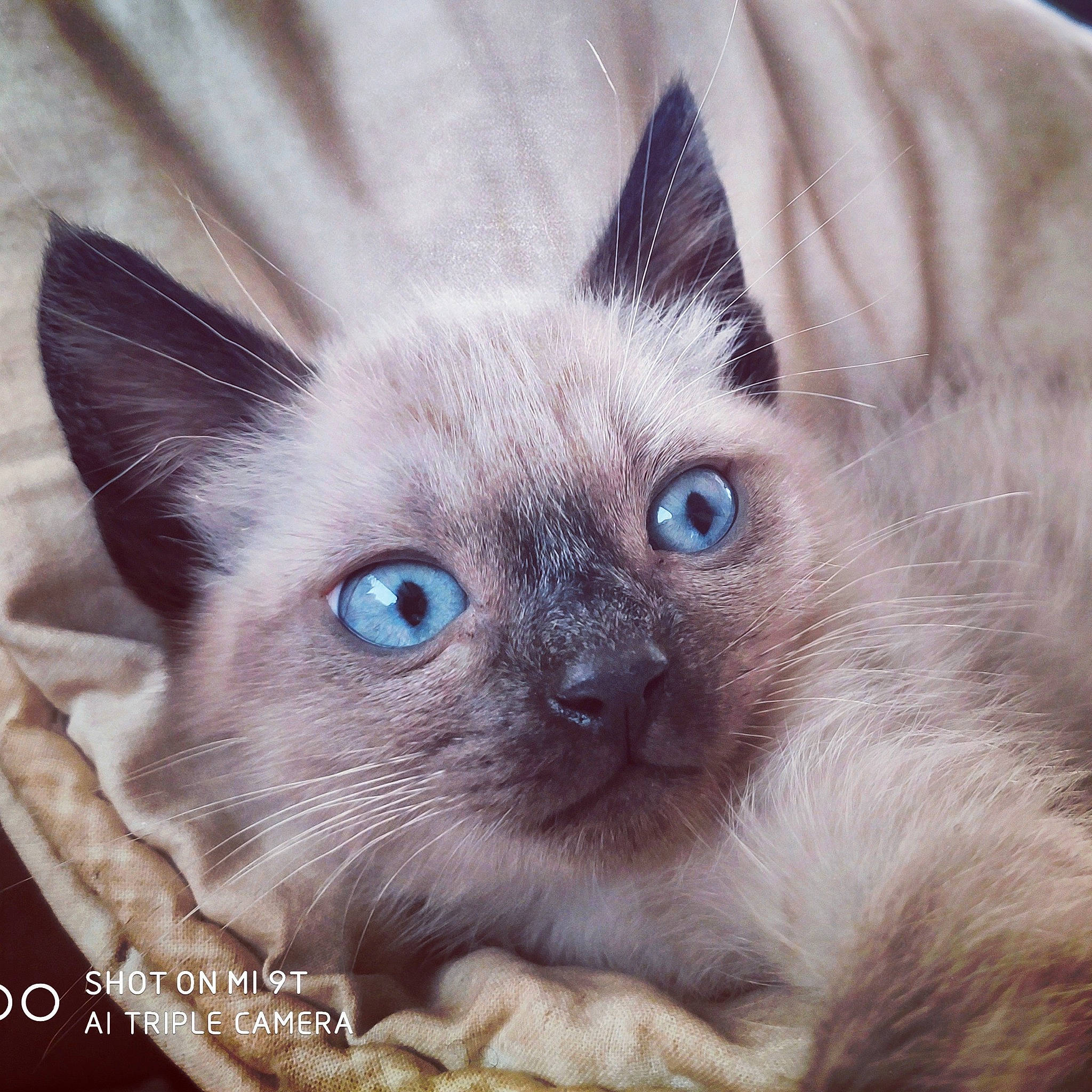 Shinning a rejoint le concours — aidez-le/la à gagner de superbes lots ! asian, balinese, birman, burmese, carnivore, cat, eye, felidae, himalayan, iris, kitten, mammal, ragdoll, siamese, small_to_medium_sized_cats, snout, thai, tonkinese, vertebrate, whiskers