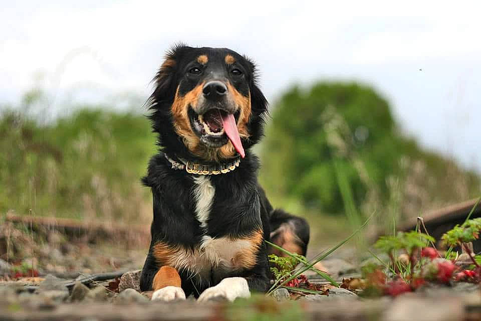 Kallya a rejoint le concours — aidez-le/la à gagner de superbes lots ! canidae, carnivore, companion_dog, dog, dog_breed, english_shepherd, guard_dog, hovawart, mammal, rare_breed_dog, sporting_group, vertebrate, working_dog