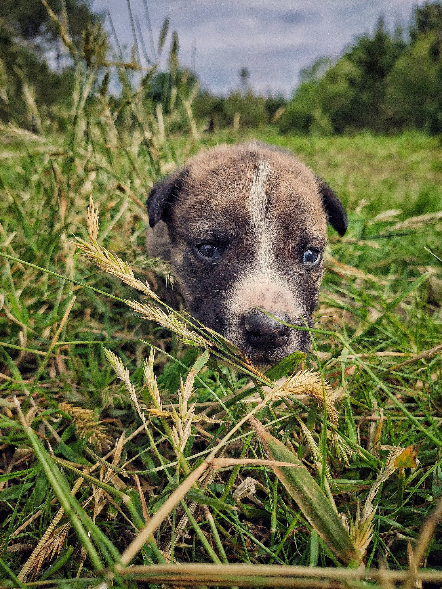 Darkhan a rejoint le concours — aidez-le/la à gagner de superbes lots ! canidae, carnivore, dog, dog_breed, fawn, grass, mammal, mountain_cur, plant, potcake_dog, puppy, rare_breed_dog, snout, street_dog, vertebrate, whippet