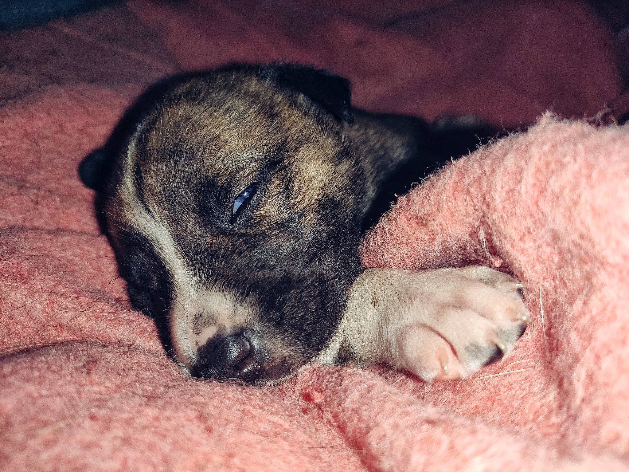 Darkhan participe au concours pour gagner de l'argent avec cette photo : canidae, carnivore, dog, dog_breed, mammal, nap, nose, paw, puppy, puppy_love, sleep, snout, whiskers