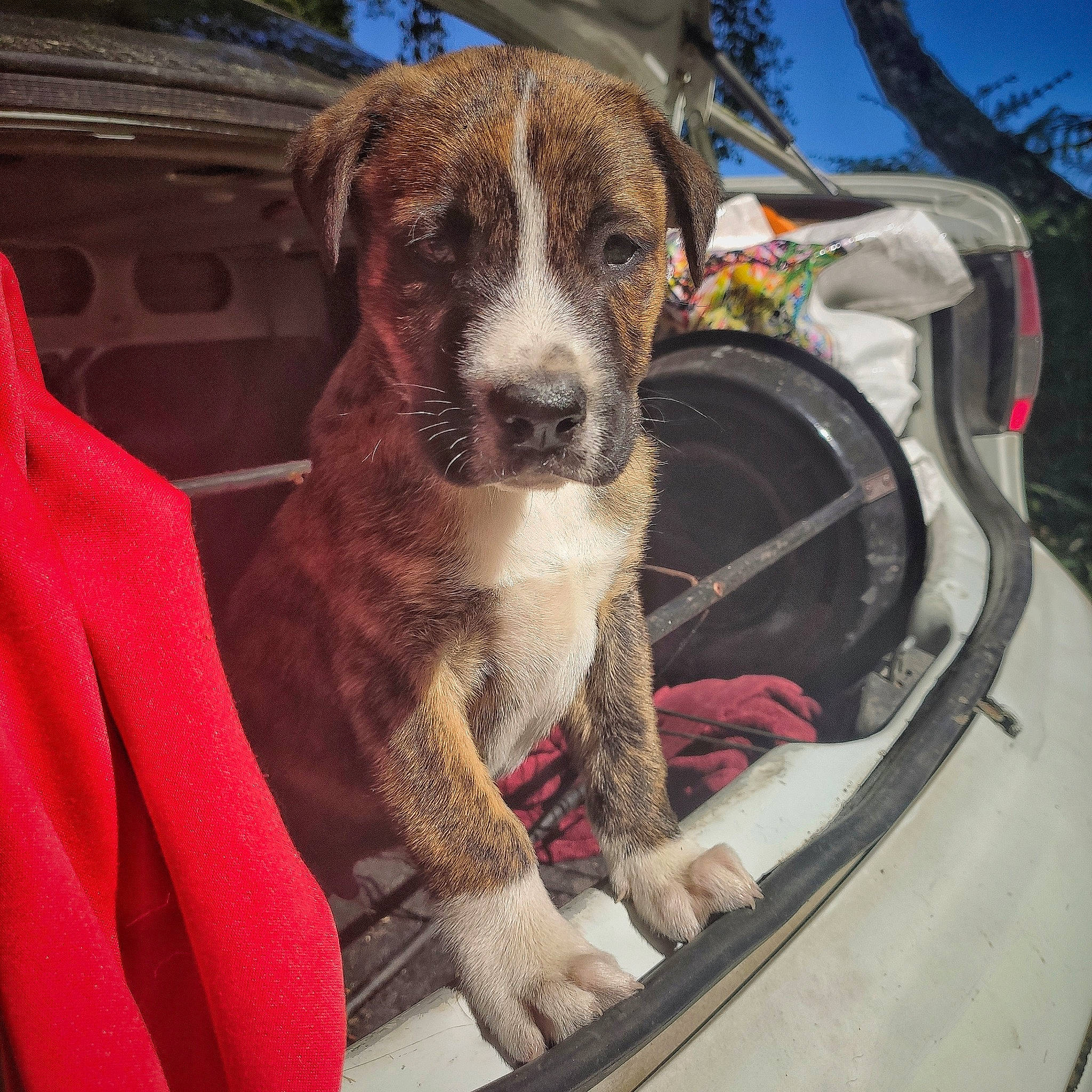 Darkhan participe au concours pour gagner de l'argent avec cette photo : american_bulldog, canidae, carnivore, dog, dog_breed, fawn, mammal, non_sporting_group, sporting_group, vehicle, vertebrate