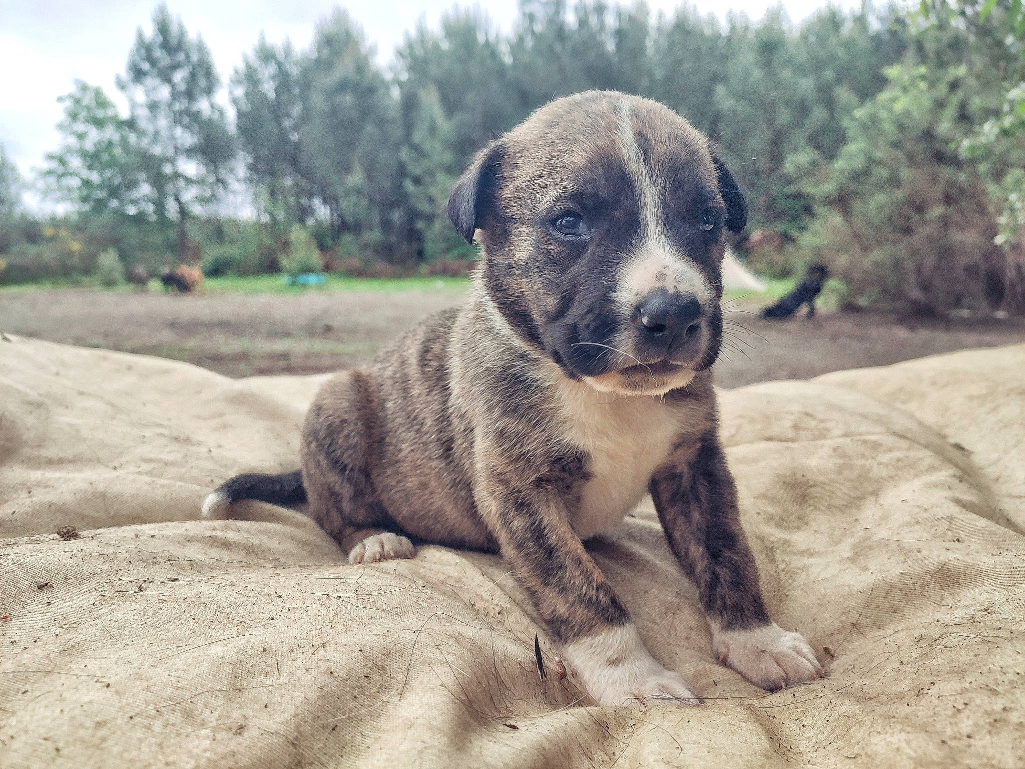 Darkhan a rejoint le concours — aidez-le/la à gagner de superbes lots ! alaunt, american_pit_bull_terrier, american_staffordshire_terrier, canidae, carnivore, catahoula_bulldog, cimarron_uruguayo, companion_dog, dog, dog_breed, dogo_sardesco, fawn, mammal, mountain_cur, non_sporting_group, perro_de_presa_canario, pit_bull, puppy, rafeiro_do_alentejo, vertebrate